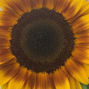 Meet your Posher, Mariana